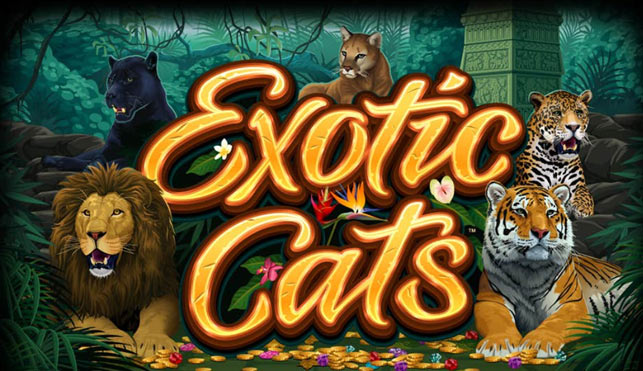 exotic cats